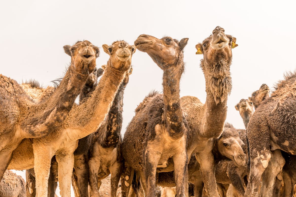 Livestock Import
